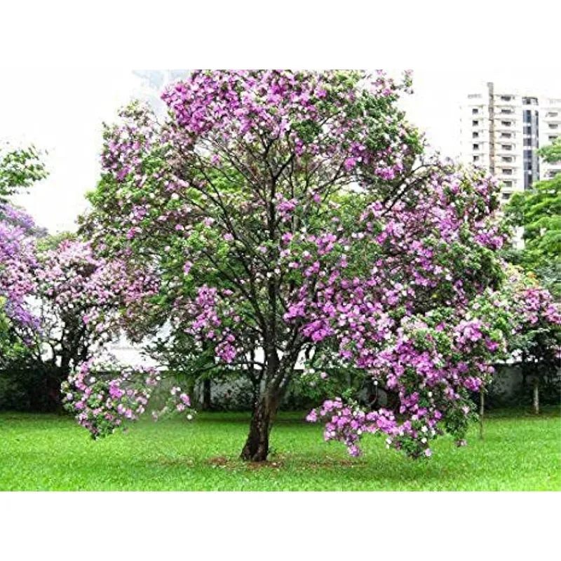 Pioneer Agro Bauhinia Purpurea Tree Seeds (Mandaram Tree) 100g Pack, For Home Gardens, Ornamental Landscaping
