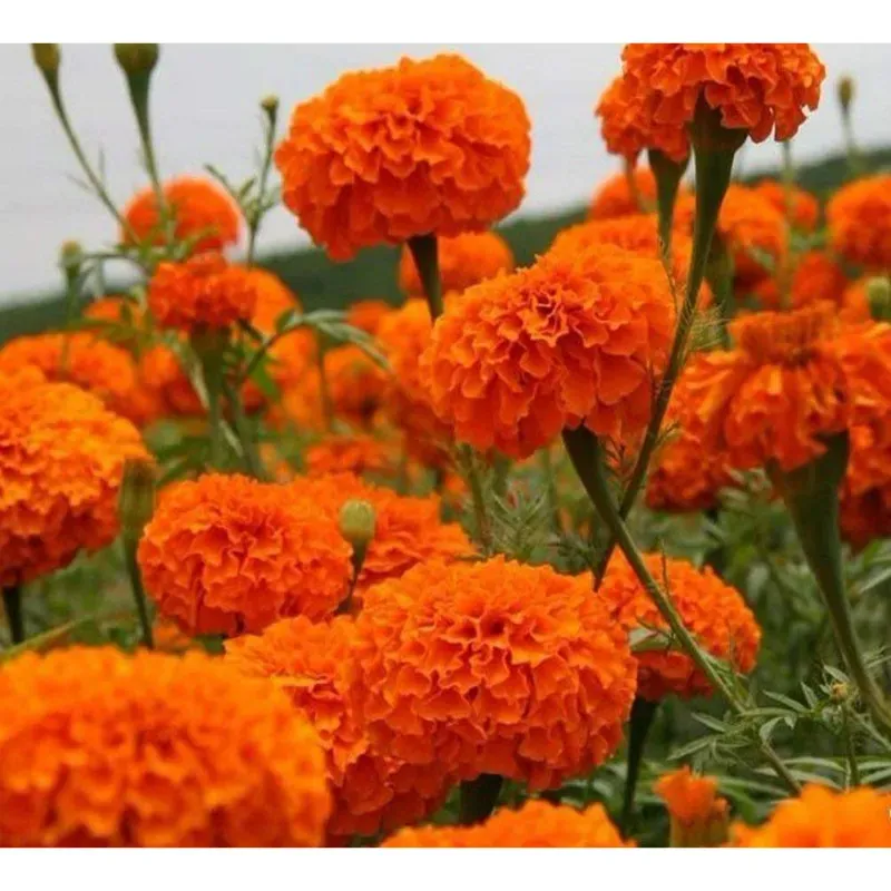 GEBDINSH Marigold Red, Organic Seeds, Home Gardening Vegetable Companion Planting (60-70Seeds/ Packet)
