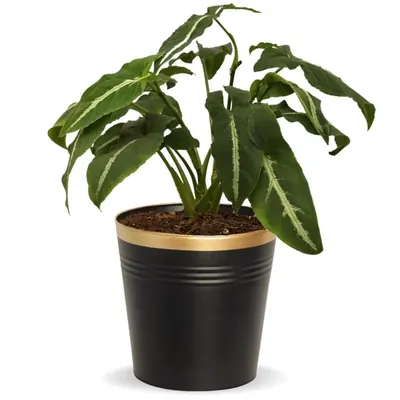 Ecofynd 10 Inch Golden Border Black Metal Planter Pot, Used for Home Decoration