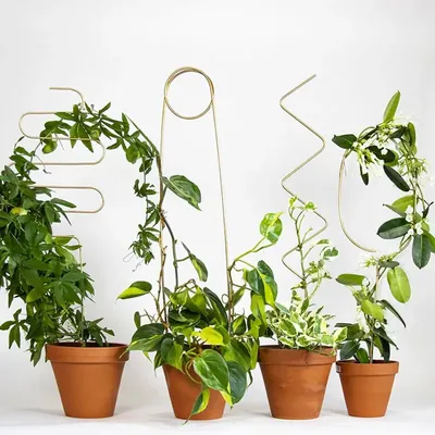 70 cm Tall Durable Metal Garden Stakes ZigZag, Ring, Arch & Squiggle Designs for Stylish Plant Support