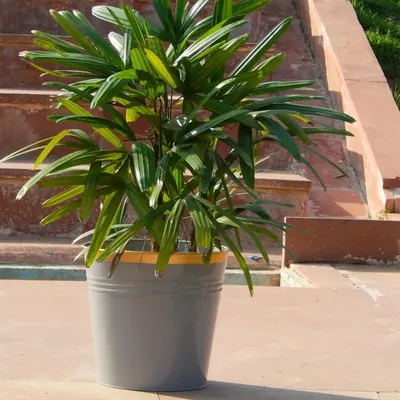 Ecofynd 10 Inch Golden Border Grey Metal Planter Pot, Used for Home Decoration