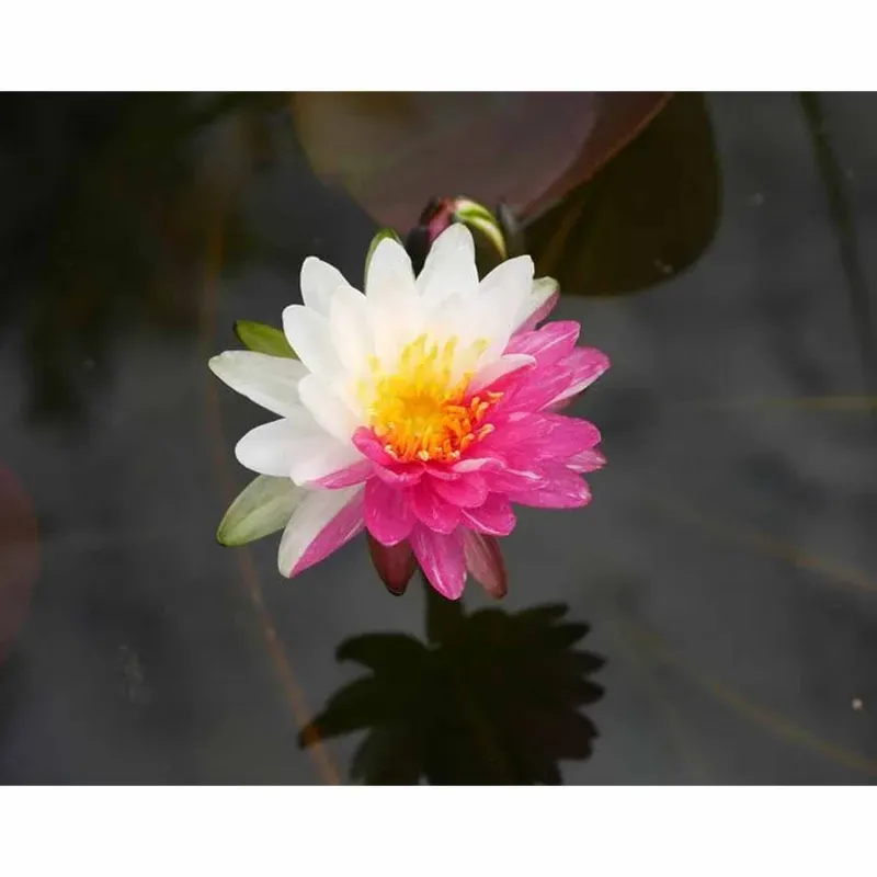 GEBDINSH Mixed Red & White Water Lily Lotus Seeds for Home, Garden Pond & Container Mud Cultivation