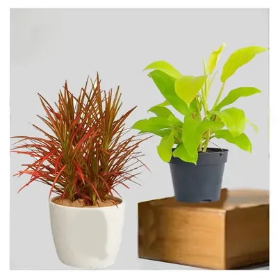 Golden Philodendron & Dracaena Colorama Plants Combo Pack With Pots Used For Both Indoor & Outdoor Planting