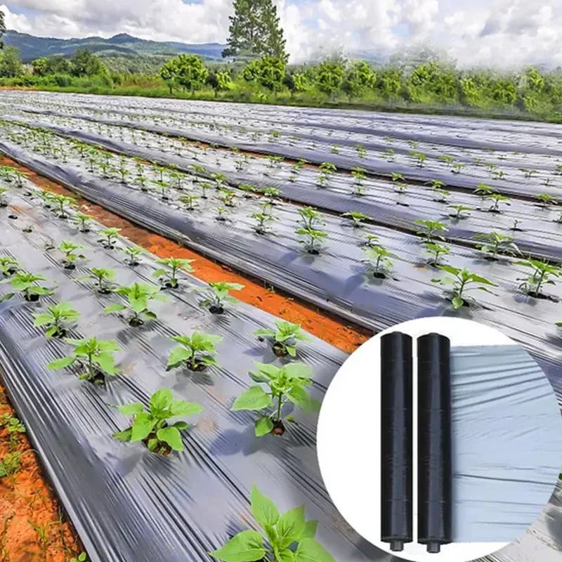 AgriVision Technologies 30 Micron 4ftx400 m Central Hole Mulching Roll Pre-Punched Crop Protection Film