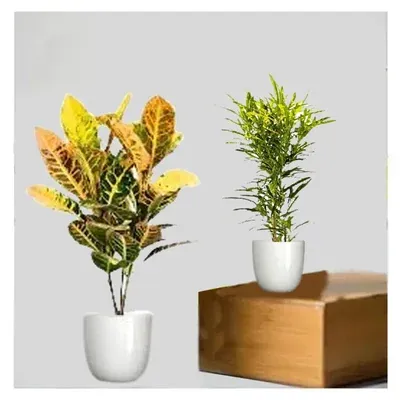 Petra Croton & Thin Leaves Croton Plants Combo Pack With Pots Used For Both Indoor & Outdoor Planting