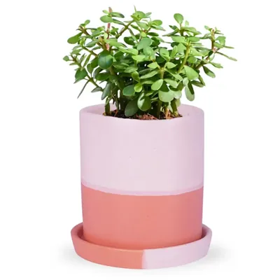 Ecofynd Orange & White Ceramic Plant Pots, 1 Pot, Used for Home and Garden Decor