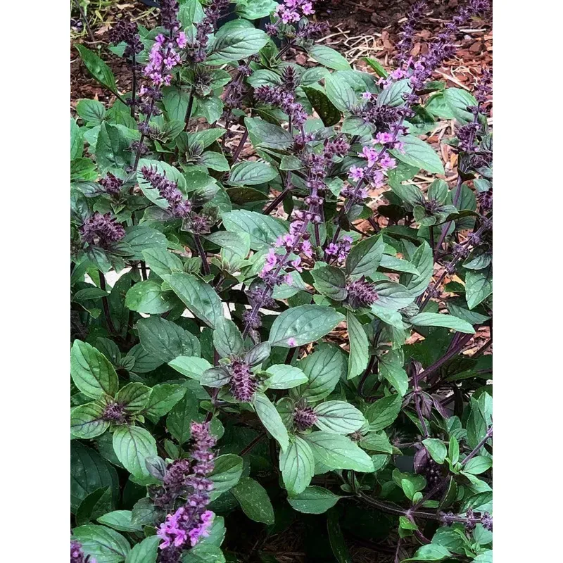 GEBDINSH GARDEN Culinary Herb Organic Blue Spice Basil Seeds 30-40 Seeds Per Packet