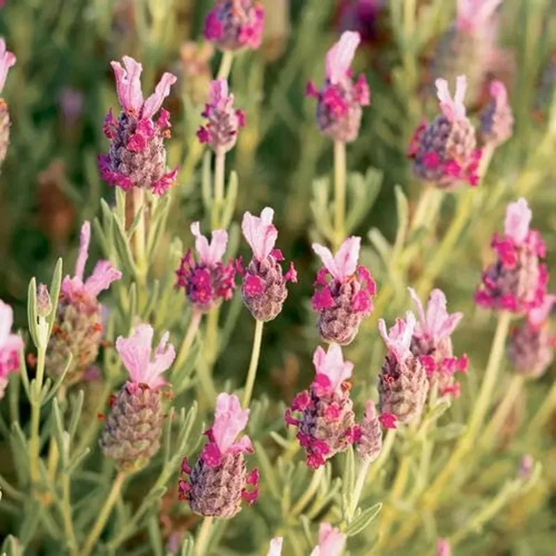 GEBDINSH Organic Elegance Pink Lavender Seeds 30-40 Pcs for Home and Balcony Gardening