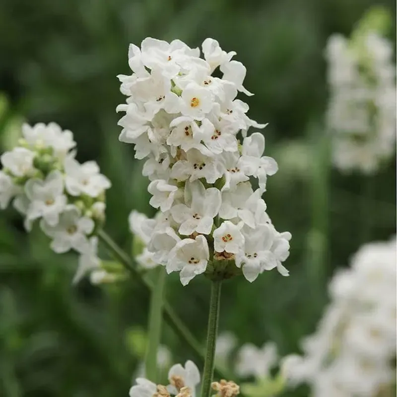 GEBDINSH Organic Elegance Snow Lavender Seeds 30-40 Pcs With High Germination for Home Gardening