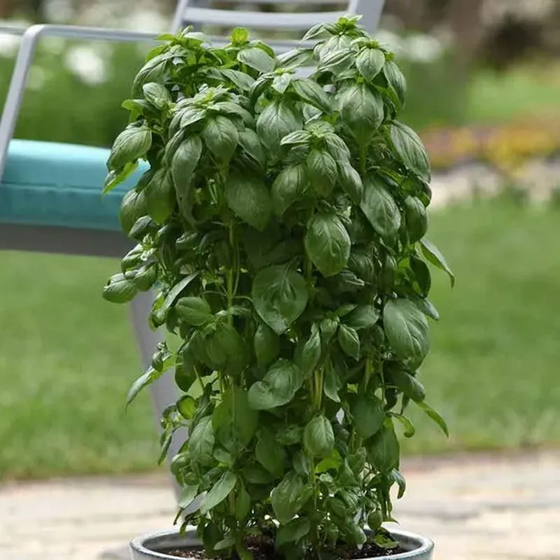 GEBDINSH GARDEN Organic Ever leaf Genovese Basil Seeds 30-40 Seeds Per Packets