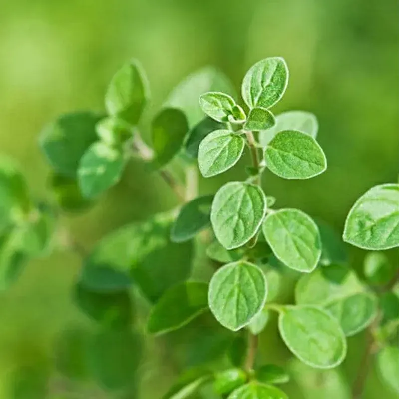 GEBDINSH Organic Italian Oregano Seeds 30-40 Pcs with High Germination for Home Gardening