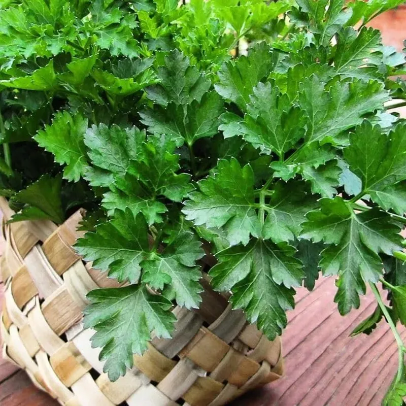 GEBDINSH Organic Italian Parsley Seeds 30-40 Pcs With High Germination for Home Gardening