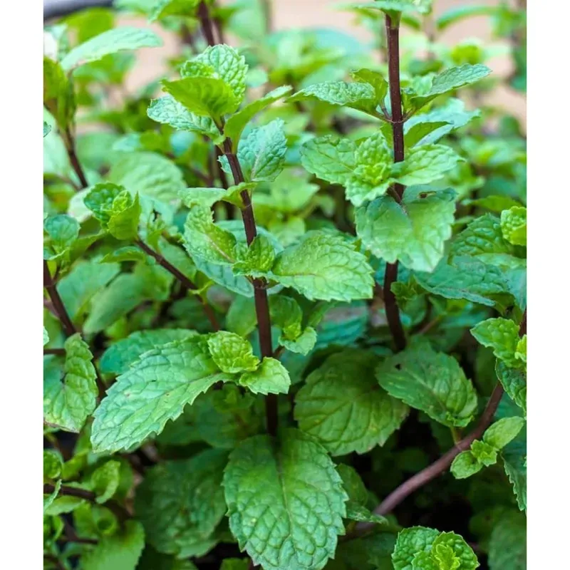 GEBDINSH Organic Marshmallow Seeds 30-40 Seeds for Home Gardening