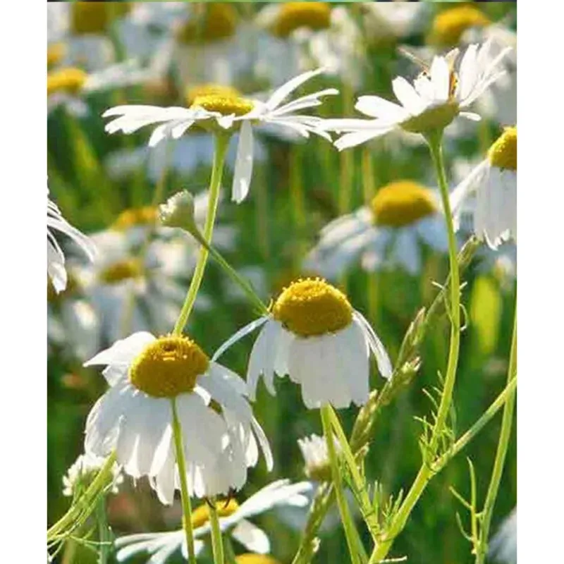 GEBDINSH Organic Roman Chamomile Seeds 30-40 Pcs for Home and Balcony Gardening