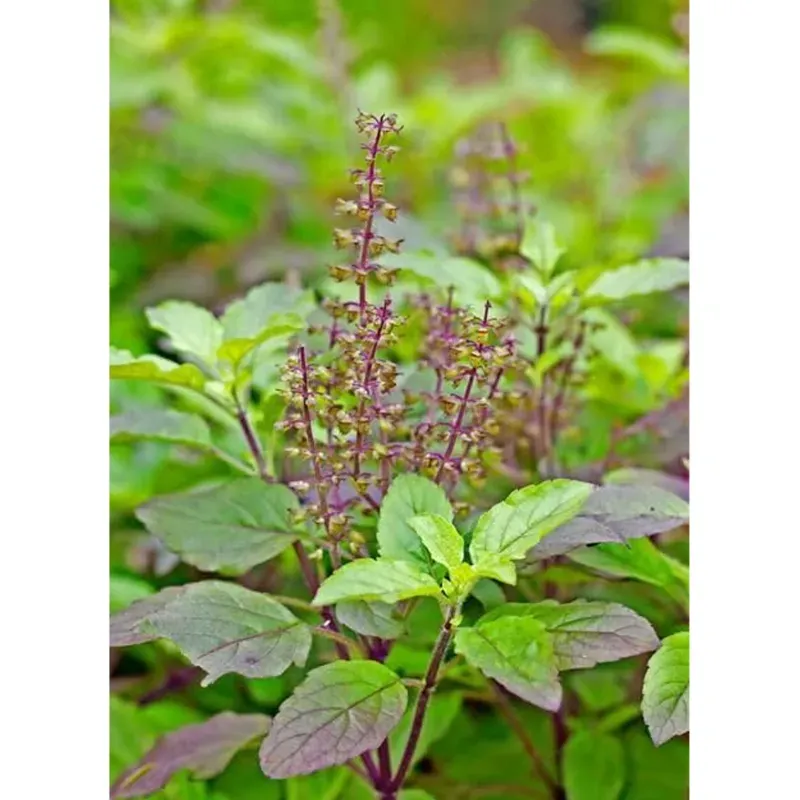 GEBDINSH Organic Tulsi Seeds 30-40 Pcs With High Germination for Home Gardening