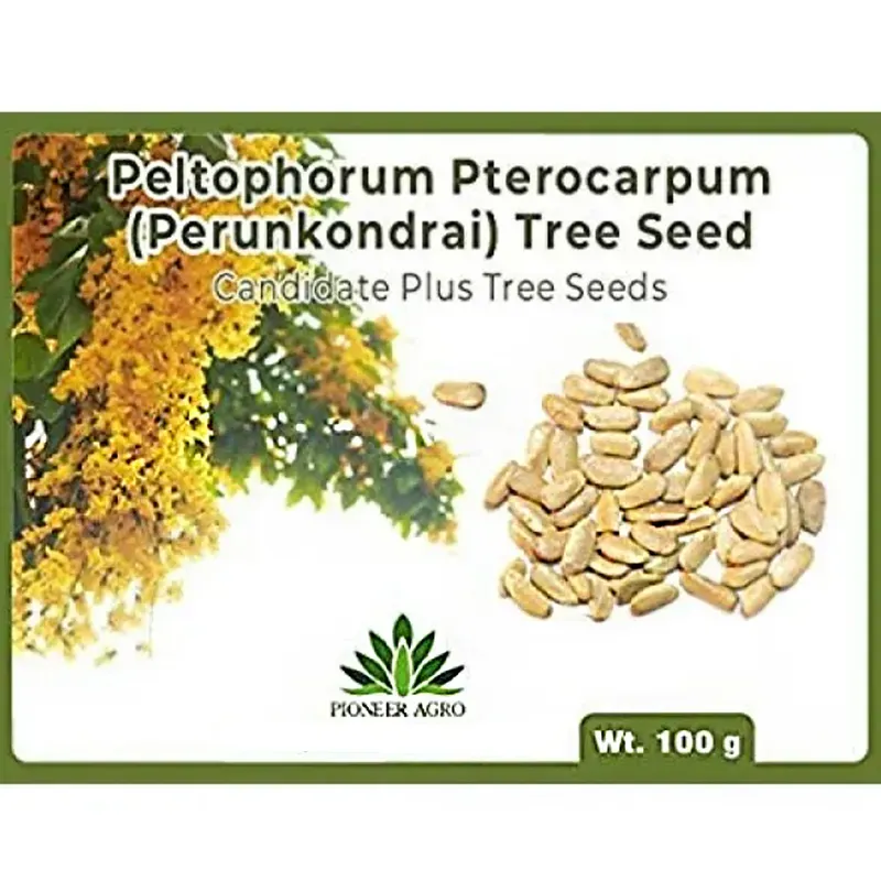 Pioneer Agro Peltophorum Pterocarpum Tree Seeds 100g Pack, For Ornamental Landscaping, Avenue Shade & Agroforestry