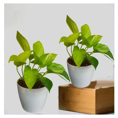 Golden Money Plant For Indoor Planting & Decoration With Pot (Pack Of 2)