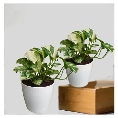 N’joy Money Plant For Both Indoor & Outdoor Planting With Pot (Pack Of 2)