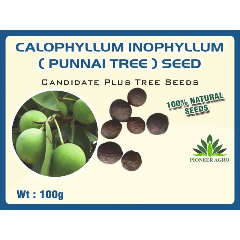 Pioneer Agro Calophyllum inophyllum (Punnai) Tree Seeds 500g Pack For Coastal Greening, Tamanu Oil Production & Shade