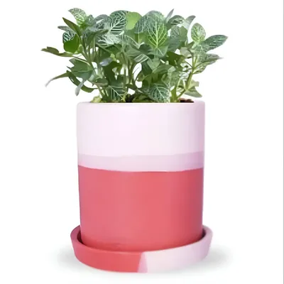 Ecofynd Red & White Ceramic Plant Pots, 1 Pot, Used for Home and Garden Decor