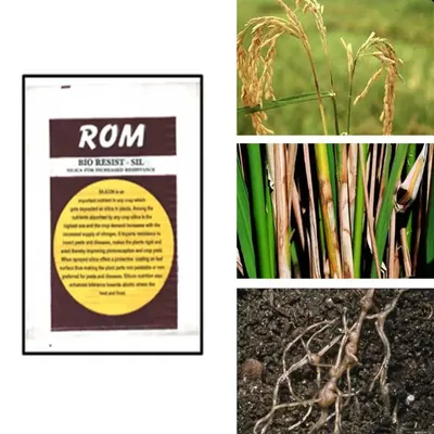 ROM 3 kg Bio Resist Sil, Bio Pesticide, Growth Promoter and Disease Suppressor