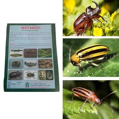 ROM 3 kg Metakill Bio Pesticide Powder, Used to Control Hard Bodied Beetles