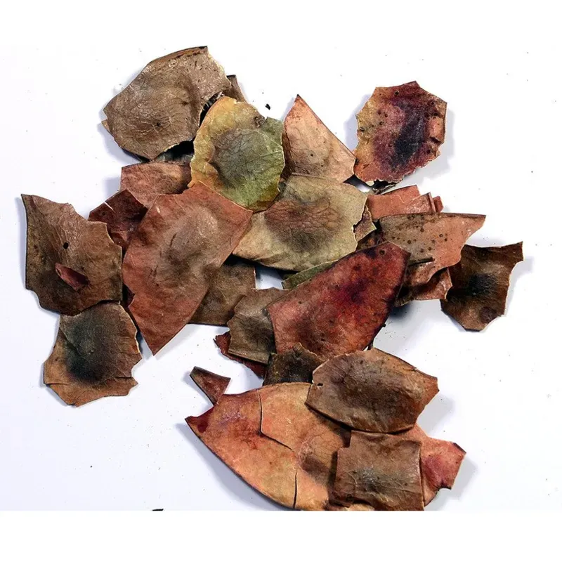 Pioneer Agro Dalbergia Latifolia (Rose wood) Tree Seed (100g)